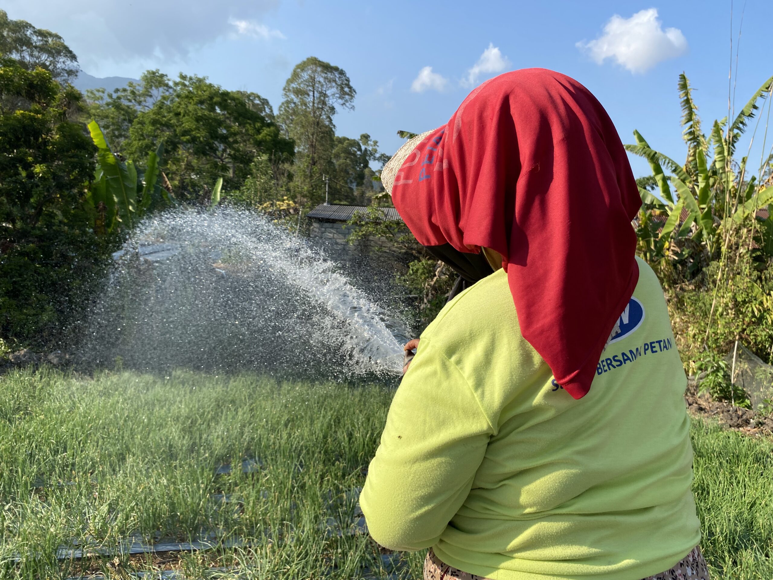Petani yang sedang menggunakan air untuk menyiram kebun. (ilustrasi)